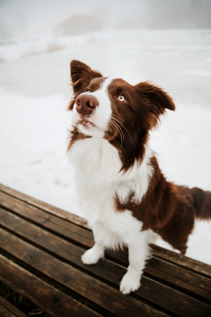 Cute Dog Posing near Bench